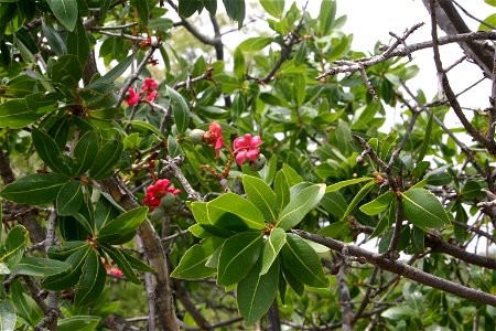 Foliage and fruit of a Peeling plane in the Magaliesberg, South Africa