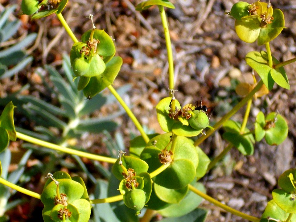 Euphorbia nicaeensis fruits and leaves, Sierra Nevada, Spain