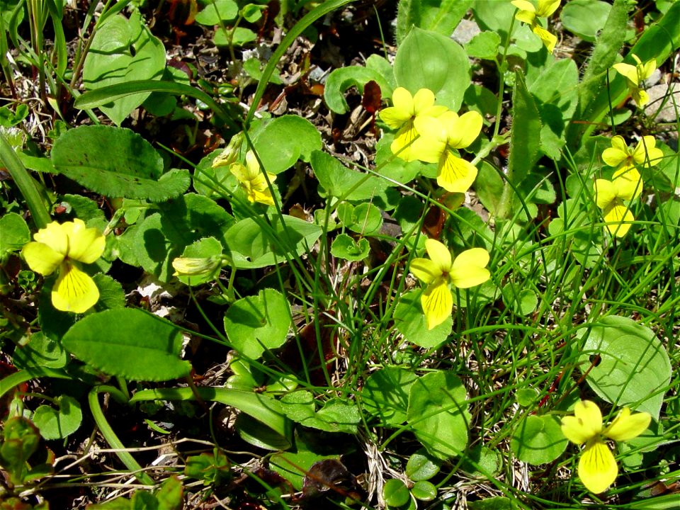 Viola biflora lives in Mount Kogouchi of Akaishi MountainsKibananokomatsume_in_Kogouchidake