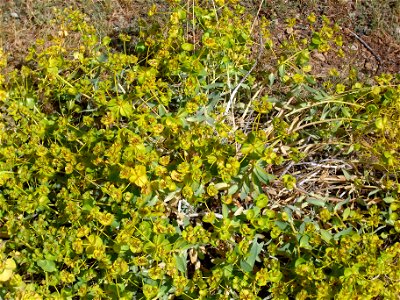 Euphorbia nicaeensis habit, Sierra Nevada, Spain