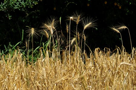 Grain nature agriculture photo