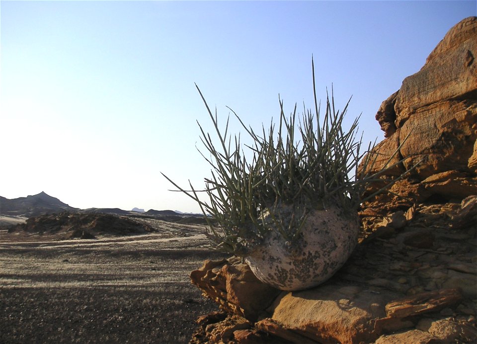 Wüstenkohlrabi oder Elefantenfuß (Adenia pechuelii). Endemische Pflanze in Namibia.