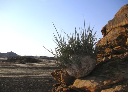 Wüstenkohlrabi oder Elefantenfuß (Adenia pechuelii). Endemische Pflanze in Namibia.