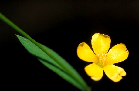 Image title: Yellow flax flower reinwardtia indica Linum virginianum L. Image from Public domain images website, http://www.public-domain-image.com/full-image/flora-plants-public-domain-images-picture photo