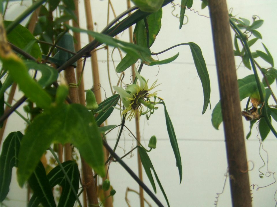 Passiflora xishuangbannaensis, picture taken at the Passiflorahoeve in Harskamp, The Netherlands