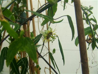 Passiflora xishuangbannaensis, picture taken at the Passiflorahoeve in Harskamp, The Netherlands