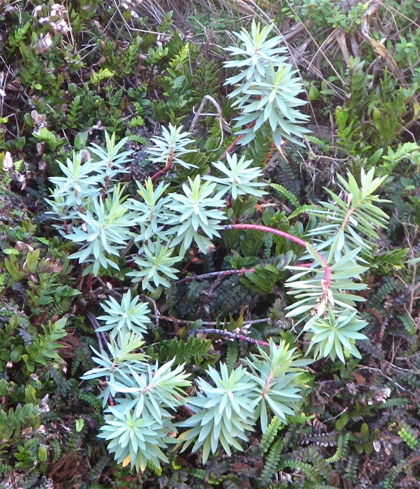 Euphorbia glauca photographed at Punakaiki on the West Coast of New Zealand.
