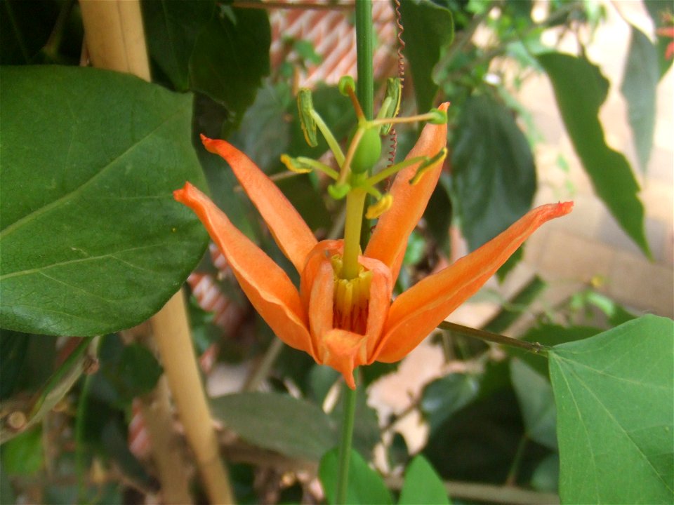 Passiflora aurantia, picture taken at Passiflorahoeve in Harskamp, The Netherlands