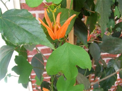 Passiflora aurantia, picture taken at Passiflorahoeve in Harskamp, The Netherlands