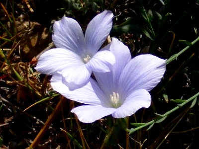 Linum narbonense close up, Sierra Nevada, Spain