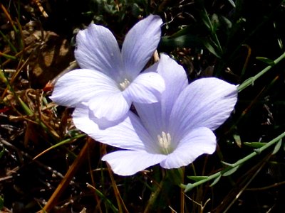 Linum narbonense close up, Sierra Nevada, Spain photo