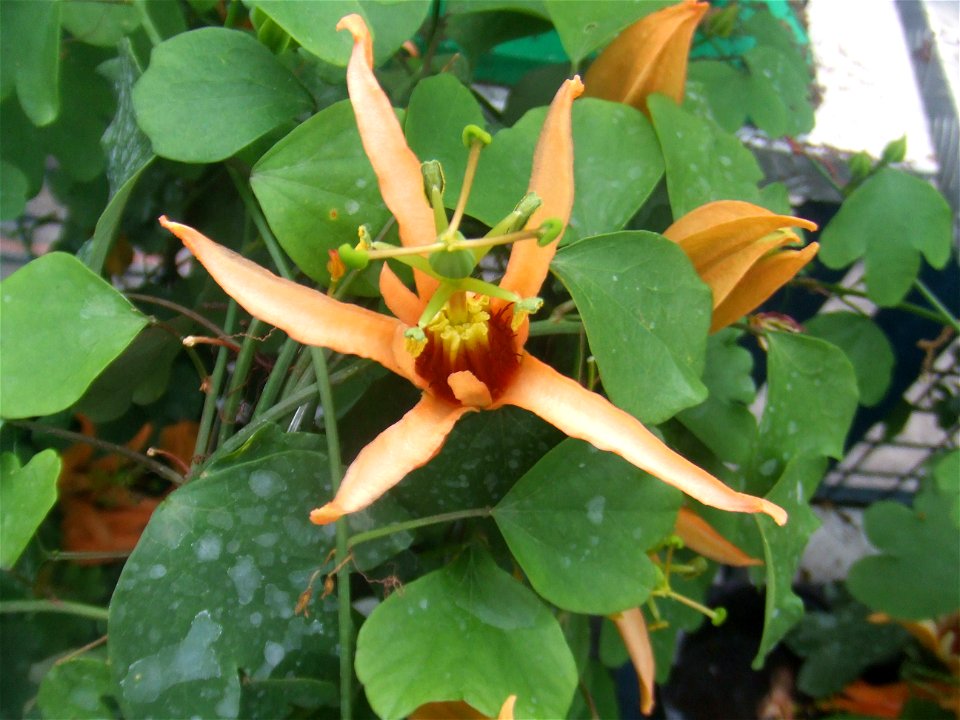 Passiflora aurantia3