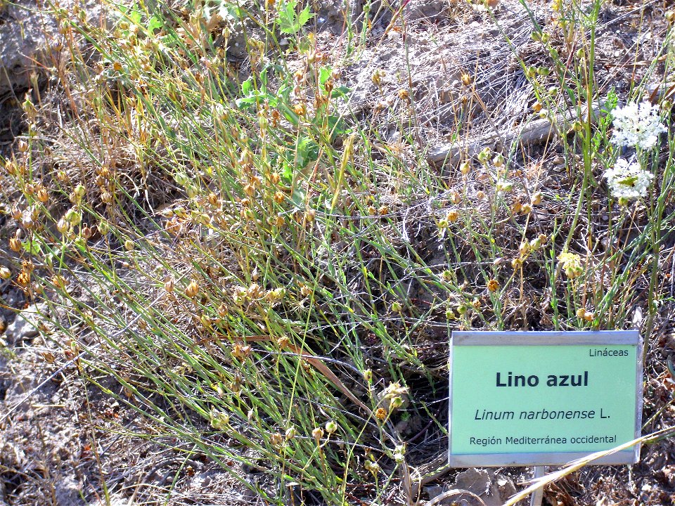 Linum narbonense habit, Sierra Nevada, Spain