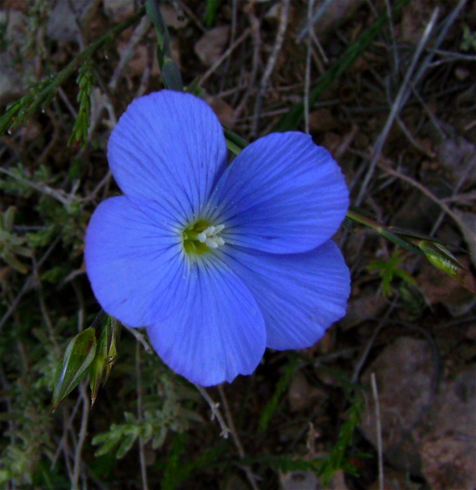 Linum narbonense flower, Castelltallat, Catalonia