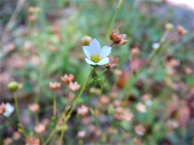 Purgier- oder Wiesen-Lein (Linum catharticum) am Karlsplatz bei Klingenmünster