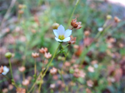 Purgier- oder Wiesen-Lein (Linum catharticum) am Karlsplatz bei Klingenmünster photo