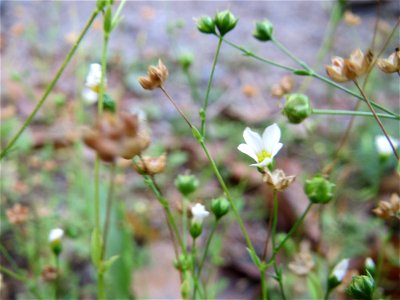 Purgier- oder Wiesen-Lein (Linum catharticum) am Karlsplatz bei Klingenmünster