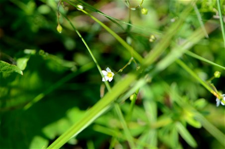 Linum flowering in Lilienfeld, Lower Austria photo