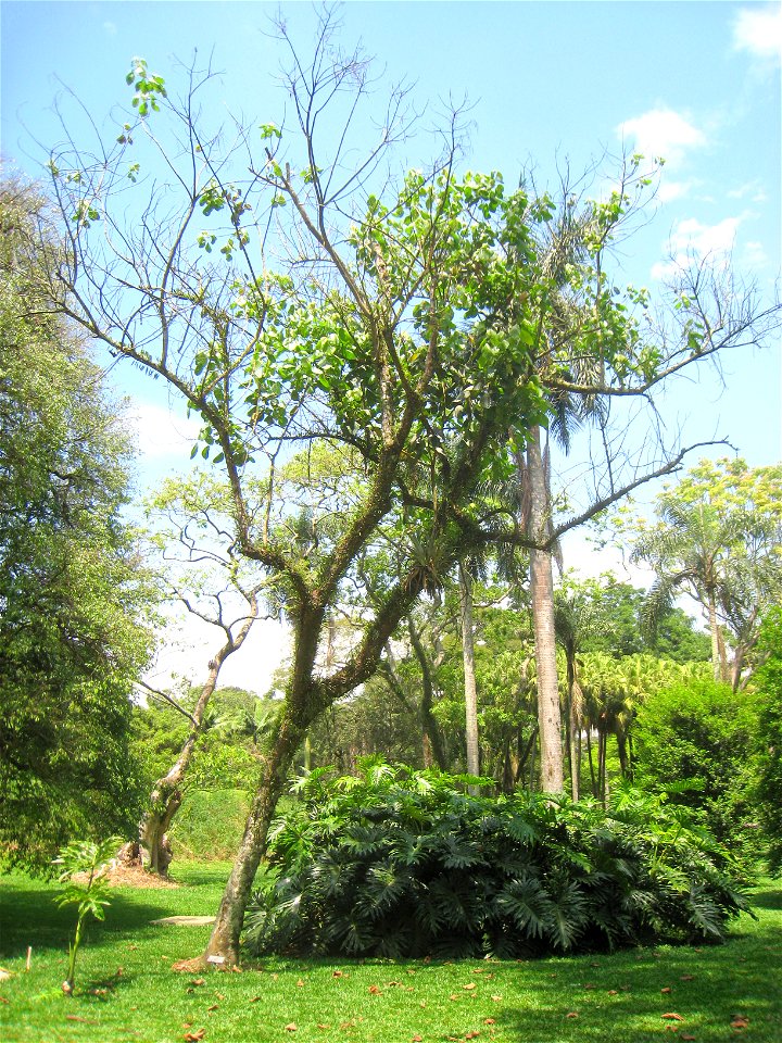 Alchornea iricurana in the Jardim Botânico de São Paulo, São Paulo City, SP, Brazil.