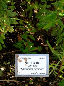 Hypericum hircinum, Botanical Garden of Mount Scopus