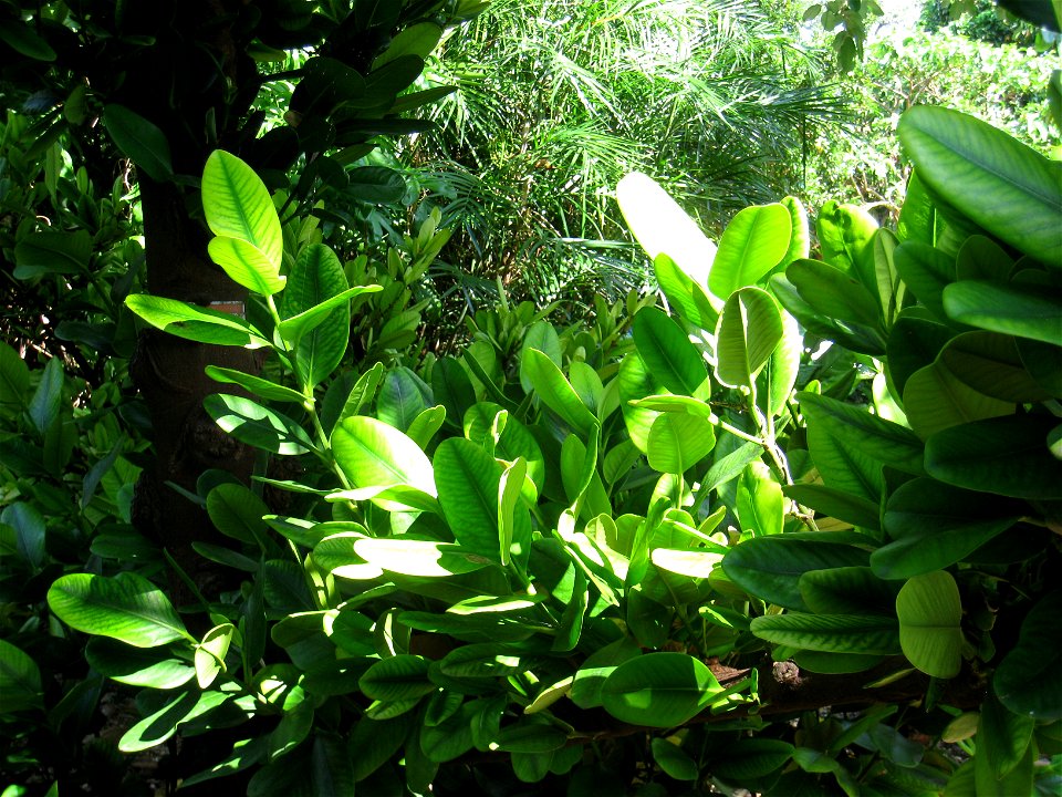 Garcinia spicata - The Kampong, Coconut Grove, Florida, USA.