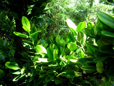 Garcinia spicata - The Kampong, Coconut Grove, Florida, USA.
