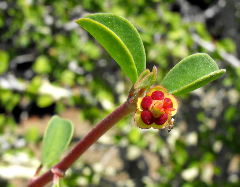 Euphorbia misera in the Whitaker Garden at Torrey Pines State Reserve, San Diego, California, USA. Identified by sign.