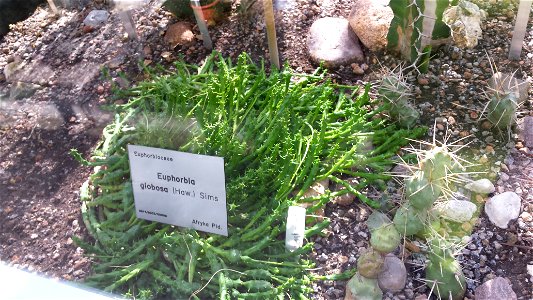 Globose spurge
Euphorbia globosa (Haw.) Sims.University of Warsaw Botanic Garden