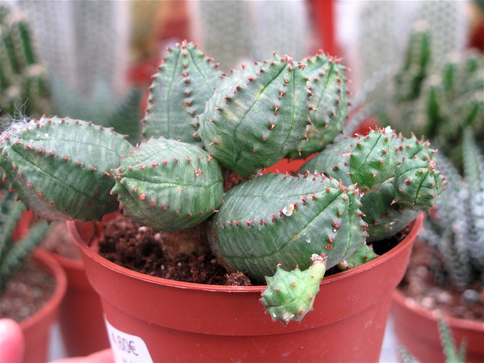 Euphorbia globosa in a garden centre. Identified by its commercial botanic label.