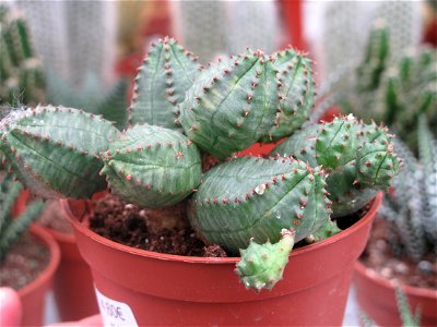 Euphorbia globosa in a garden centre. Identified by its commercial botanic label.
