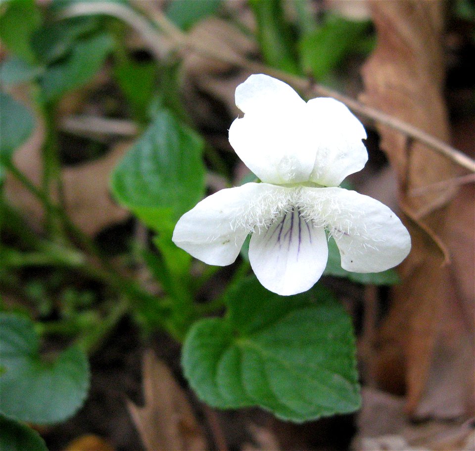 Viola striata on banks of Townsend Creek near the Licking River, Bourbon County, Kentucky.