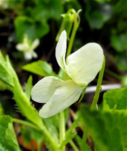 Viola striata at the UC Berkeley Botanical Garden, California, USA. Identified by sign. photo