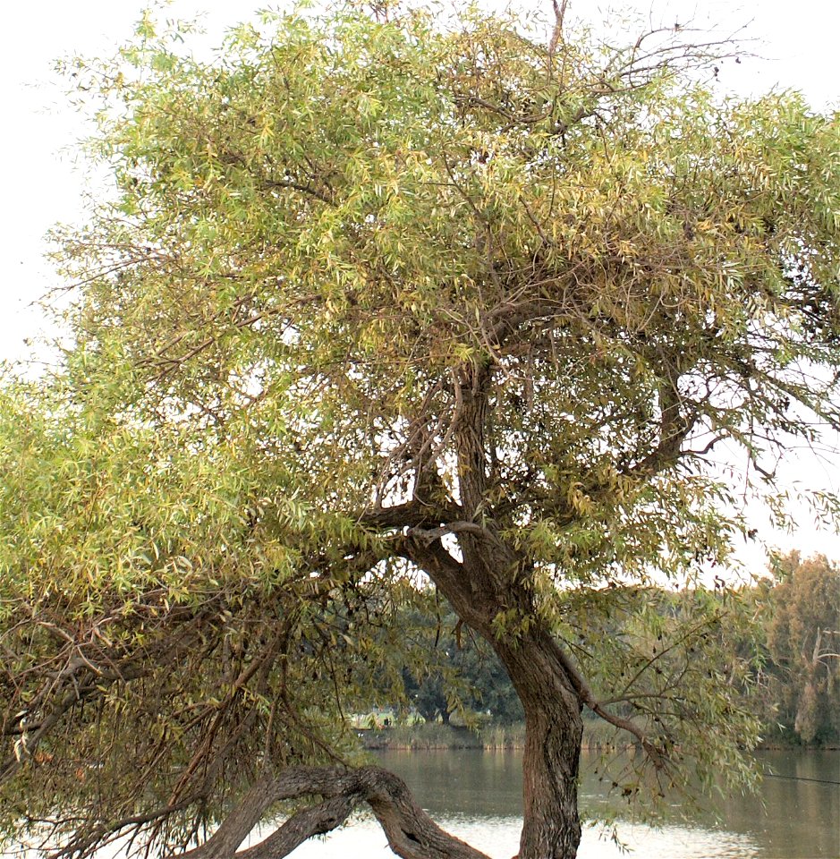 Salix acmophylla willow.  ערבה מחודדת