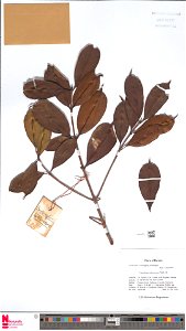 Specimen of Cratoxylum arborescens