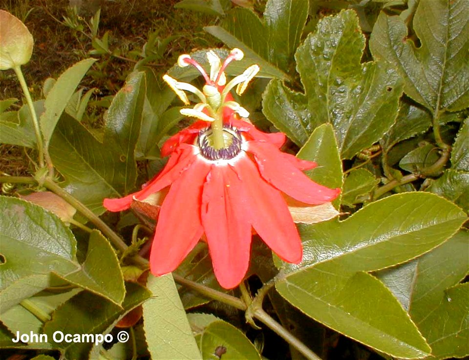 Passiflora manicata (Juss. ) Pers., especie tipo del subgénero Manicata sensu Escobar (1988), fotografia tomada en Tenerife (Valle del Cauca - Colombia)
