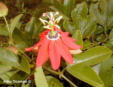 Passiflora manicata (Juss. ) Pers., especie tipo del subgénero Manicata sensu Escobar (1988), fotografia tomada en Tenerife (Valle del Cauca - Colombia)