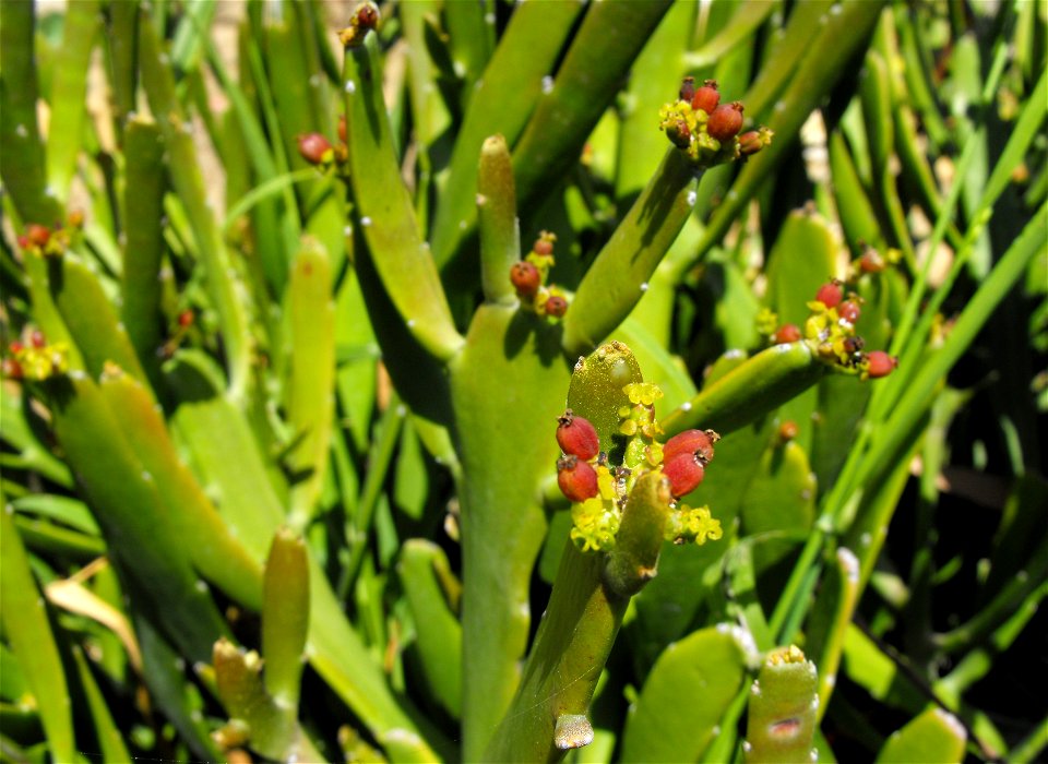 at Quail Botanical Gardens in Encinitas, California, USA.
