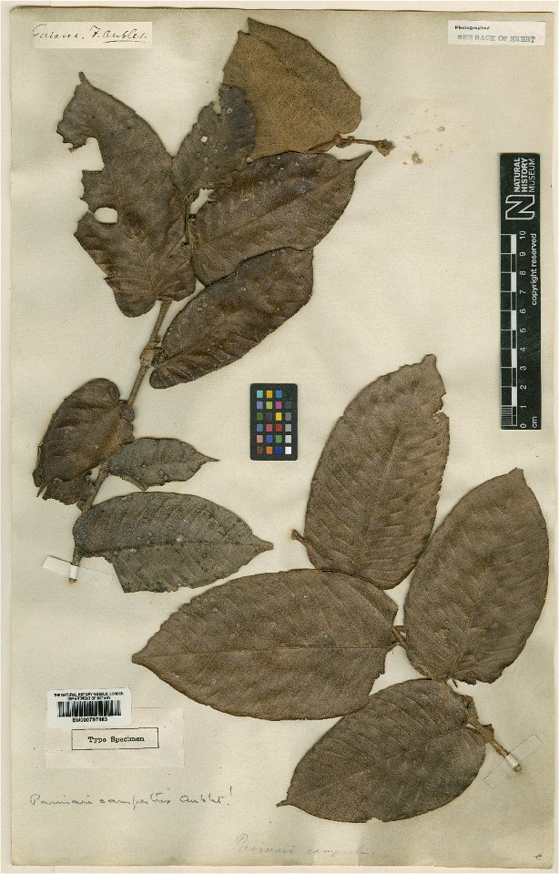 Parinari campestris Aubl. - herbier collecté par Aublet en Guyane, conservé au British Museum BM000797863