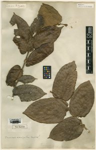 Parinari campestris Aubl. - herbier collecté par Aublet en Guyane, conservé au British Museum BM000797863 photo