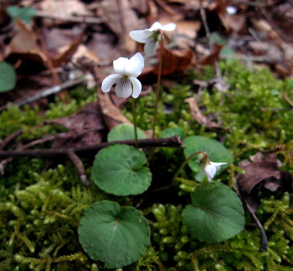 Viola blanda, in mesic ravine of tributary to Ocoee River, Polk County, Tennessee.