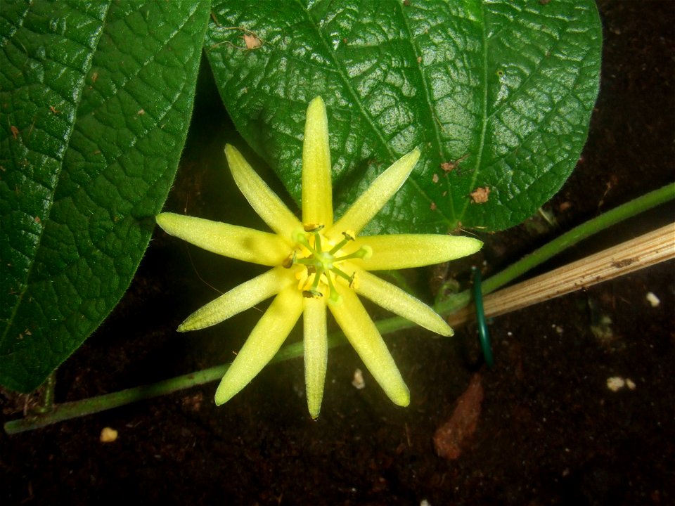 Passiflora citrina, own collection