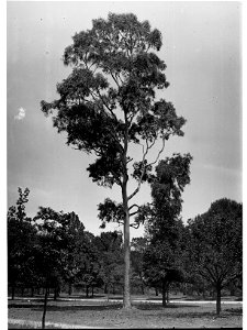 Scolopia Brownii Specimen, Botanic Gardens