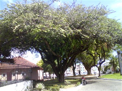 Oiticica cultivada na Universidade Federal do Ceará