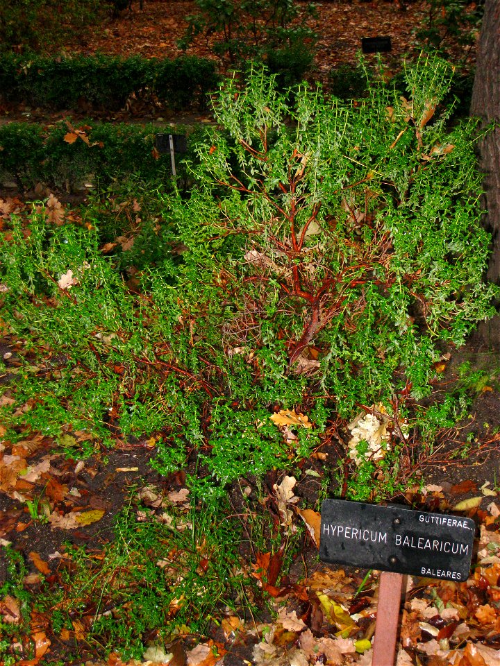 Hypericum balearicum - Royal Botanical Garden, Madrid, Spain. I took this photograph.