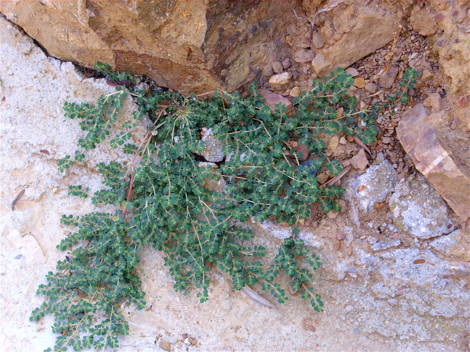 Chamaesyce canescens habit, in Sierra Madrona, Spain