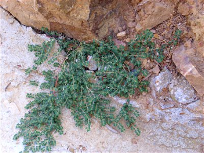 Chamaesyce canescens habit, in Sierra Madrona, Spain