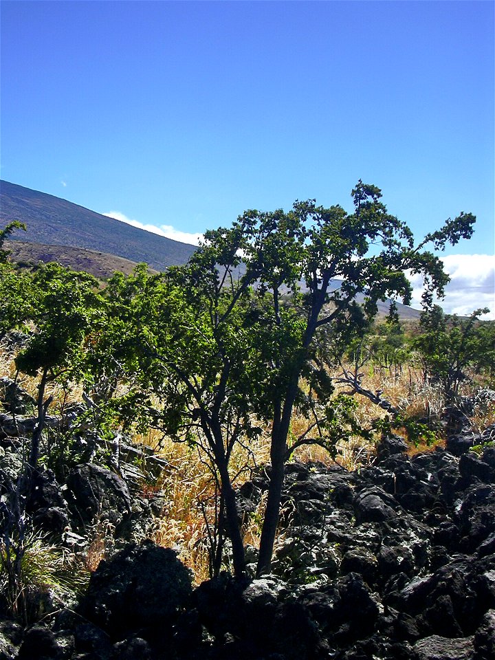 Chamaesyce olowaluana