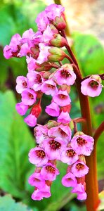 Flowers garden flowers pink