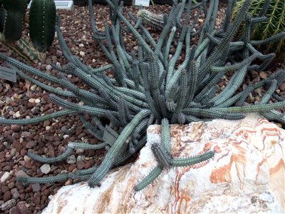 A photograph of Euphorbia baioensis.