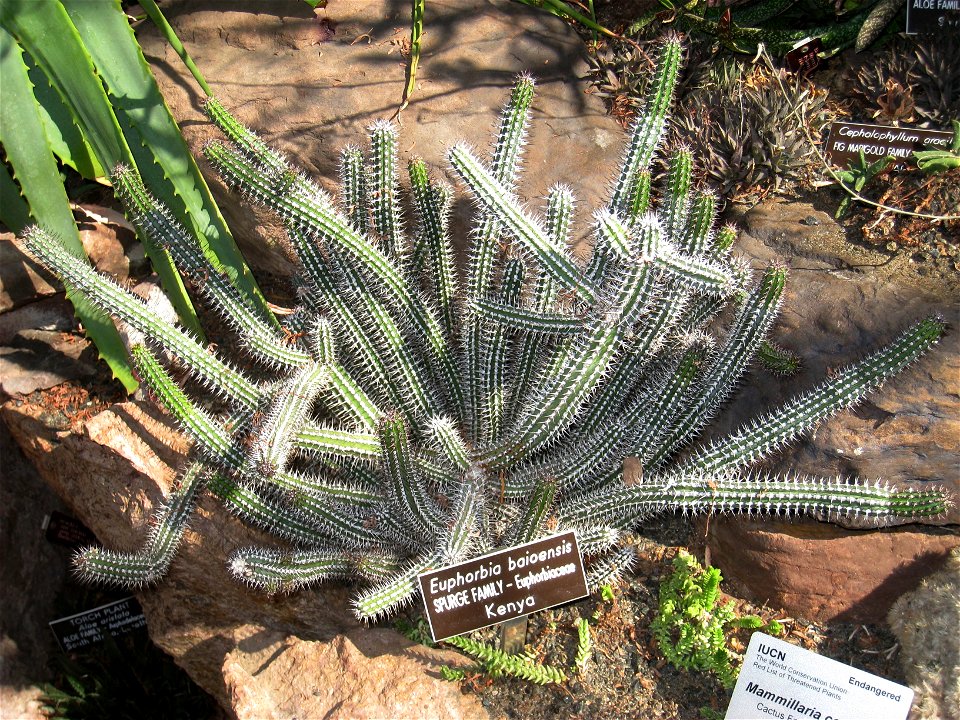 Euphorbia baioensis, in the United States Botanic Garden, Washington, DC, USA.